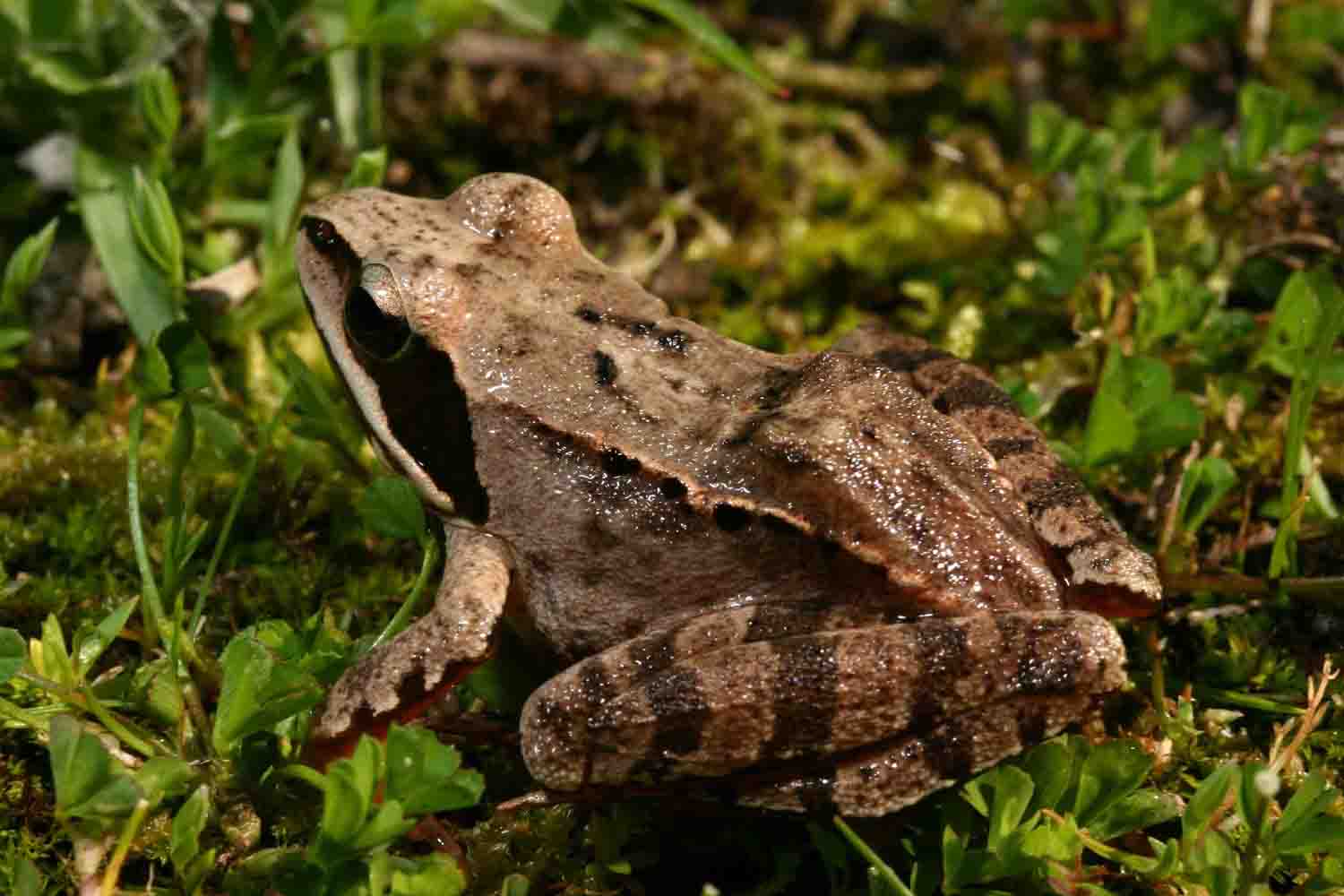 Rana agile - Rana dalmatina